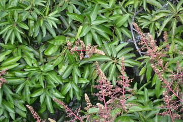 Naturaleza en Medellín