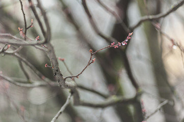 portcullis multicolor in black and white environment