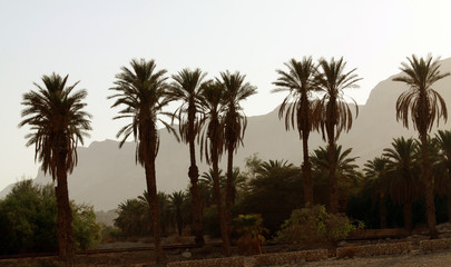 Fototapeta na wymiar Silhouettes of palm trees