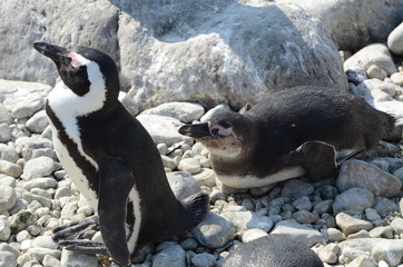 Pinguino al sole della penisola del Capo di Buona Speranza