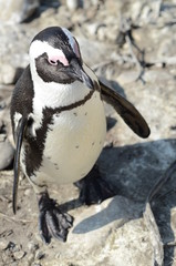 Naklejka premium Pinguino sudafricano