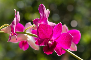 Obraz na płótnie Canvas Beautiful Orchid Thai Flower Rhynchostylis
