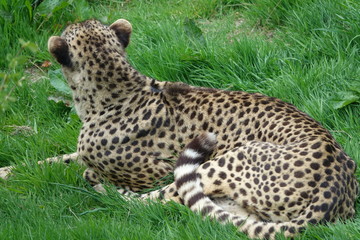 Cheetah in grass-08