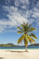 Fototapeta na wymiar Beautiful palm tree in sunny beach and sea scenery