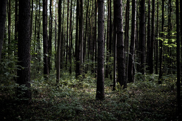 dark moody misty heavy forest path with many trees