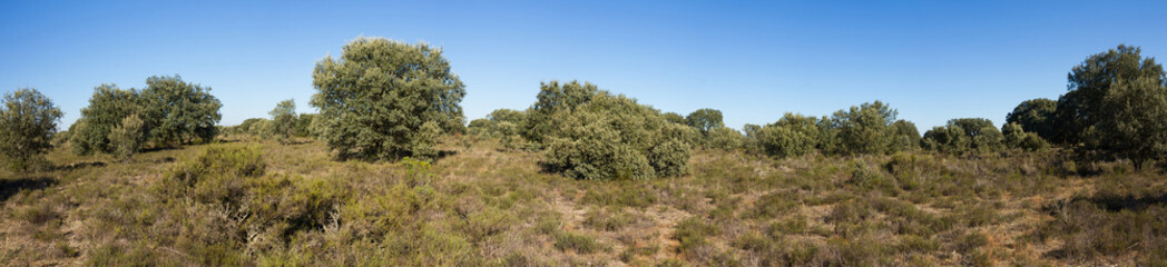 Obraz premium Vista panoramica de Encinar o Bosque de encinas en otoño