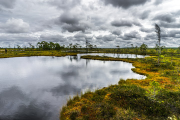 Misty bog landscape with Viru Raba moor in the morning. Lahemaa National park in Estonia.