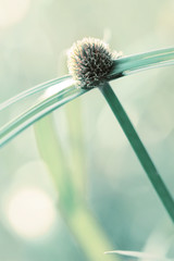 Green grass flowers of Cyperus involucratus (umbrella plant), also known as papyrus sedges,