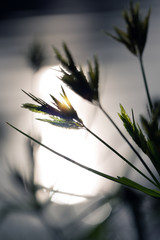 Green grass flowers of Cyperus involucratus (umbrella plant), also known as papyrus sedges,
