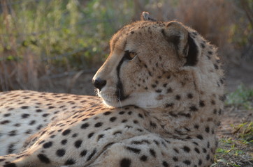 Profilo del Ghepardo