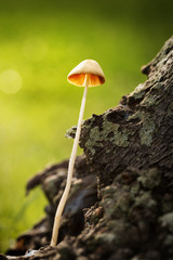 Magic Mushroom. Small psilocybe magic mushroom growing in a mossy woodland.