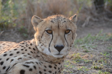 Primo piano del Ghepardo