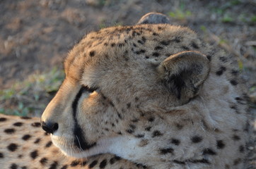 Ghepardo in riserva sudafricana