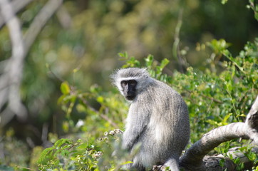Primo piano di scimmia africana