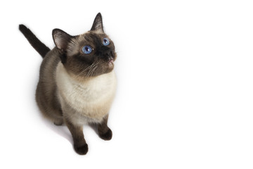 Ariel view of a Siamese adult cat looking up on white background, isolated