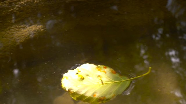 European Crayfish Feeding and Crawling Underwater in a Small Wild River in Italy