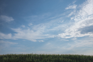 Obraz premium Corn and clouds