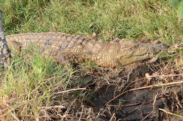 Coccodrillo in agguato