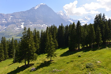 Eiger Nordwand in den Berner Alpen