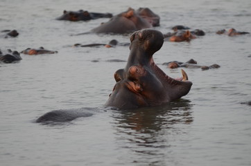 Fototapeta premium Gruppo di Ippopotami nell'estuario di St Lucia Sudafrica