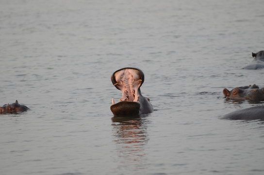 Ippopotamo nell'estuario di St Lucia Sudafrica