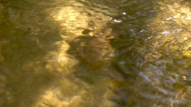European Crayfish Feeding and Crawling Underwater in a Small Wild River in Italy