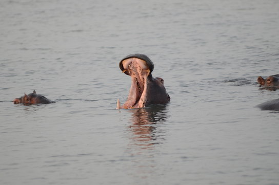 Ippopotamo nell'estuario di St Lucia Sudafrica