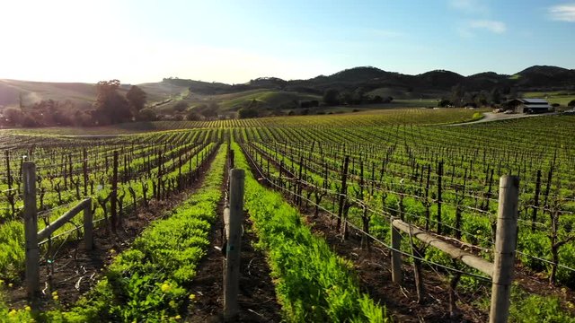 Low altitude flight sideways showing rows of vineyards in Napa Valley, California
