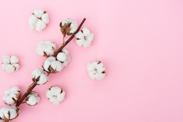 Raw cotton branches with buds on plain pink background, flat lay with copy space