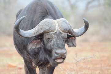 Bufala Nera sudafricana