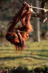 Portrait of a Bornean orangutan (pongo pygmaeus) hanging upside down © tom