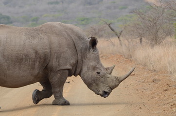 Obraz premium Rinoceronte che attraversa il sentiero al parco nazionale Kruger