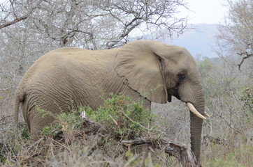 Profilo di elefante africano al parco nazionale kruger