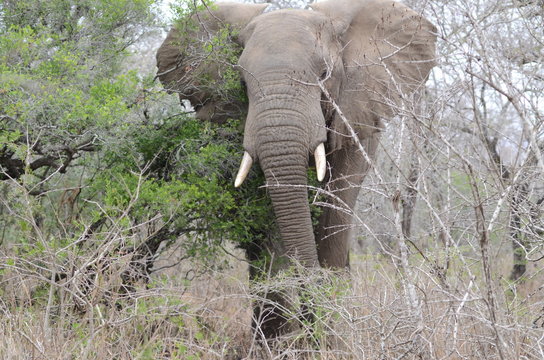 Pachiderma africano in azione al parco Kruger