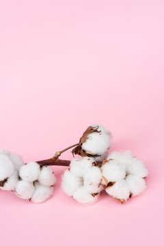 Raw cotton branch on pastel pink background witht copy space