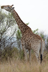 Giraffa intenta a mangiare nel parco Kruger