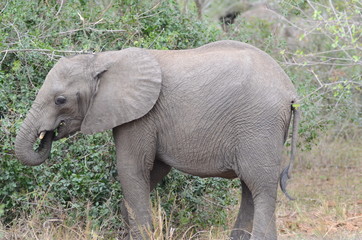 Elefantino a spasso nella savana per cibo