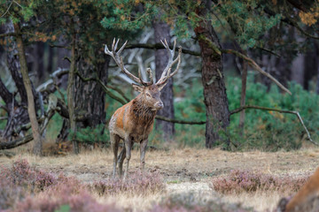 Red deer stag in rutting season on the heather fields in the forest of the Hoge Veluwe National Park in the Netherlands