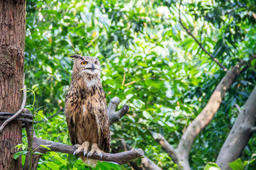 eagle owl