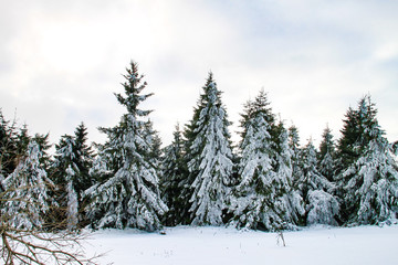 Wald im Winter