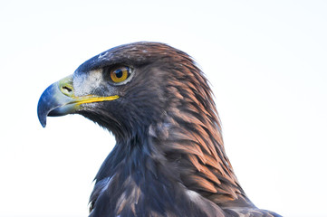 Adler