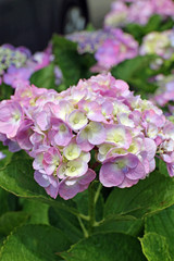 ６月に咲く紫陽花の花