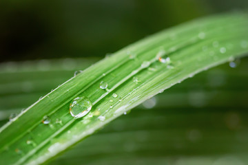 morning Dew water drops on green fresh grass. Beautiful leaf texture in nature. Natural background wallpaper