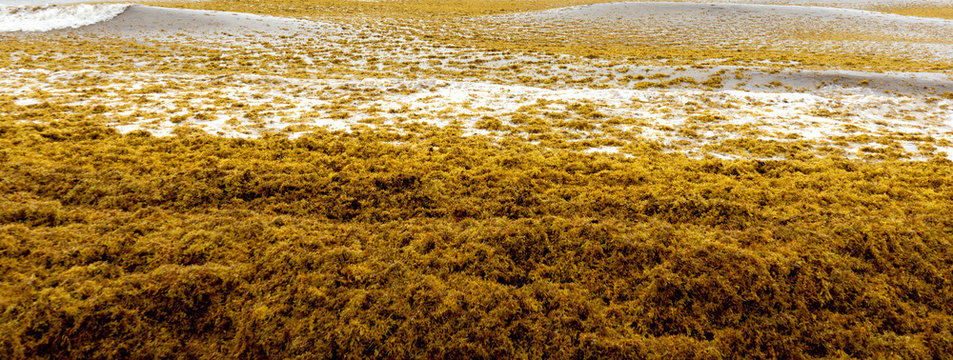 Beach Full Of Sargassum