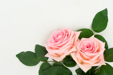 Two Rose fresh flowers on table from above with copy space, flat lay scene