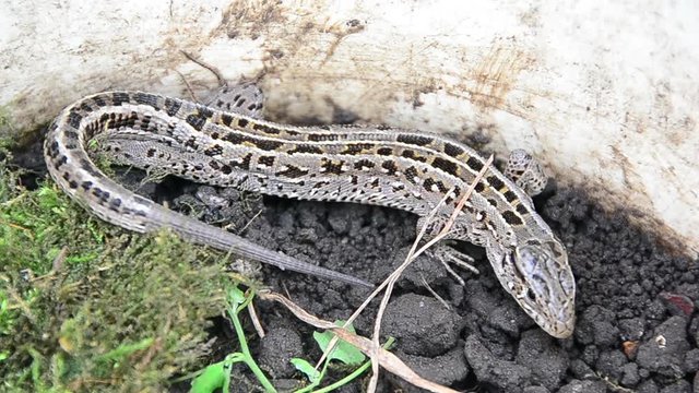 Sand lizard, Lacerta agilis