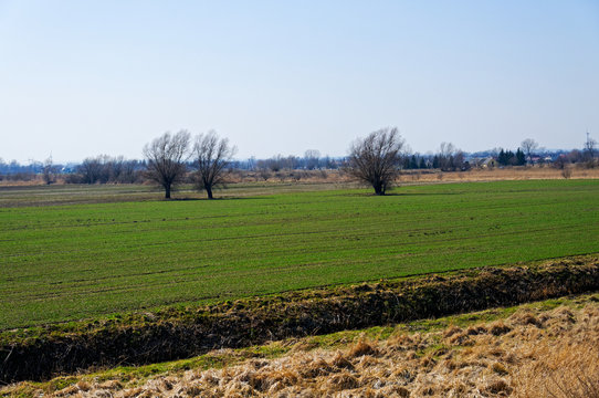 Pole zboża