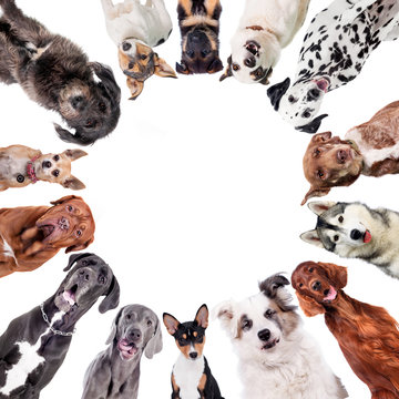 Different dogs in circle on white