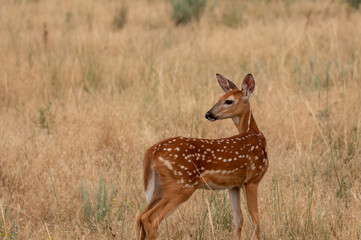 White-tailed Deer Fawn