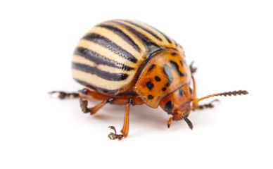 Colorado Potato Beetle isolated on white background